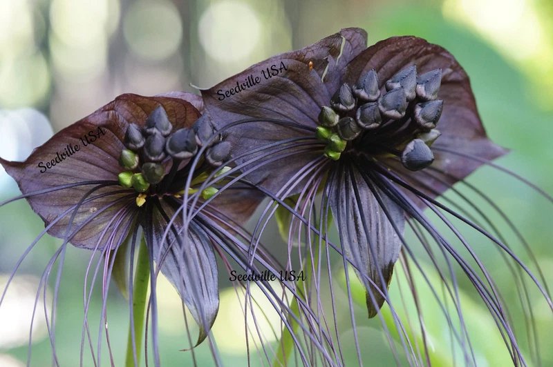 5 Seeds Black BAT FLOWER ( Cats Whiskers Devil Flower ) Tacca Chantrieri Flower
