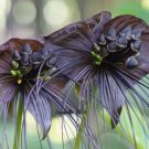 5 Seeds Black BAT FLOWER ( Cats Whiskers Devil Flower ) Tacca Chantrieri Flower