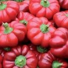 50 Seeds Organic SHEEPNOSE PIMENTO PEPPER Sweet Red Pimiento Cheese Capsicum
