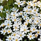 10 Seeds White BLOODROOT Sanguinaria Canadensis Shade Cover Flower