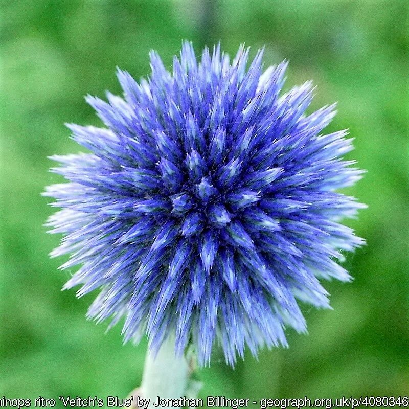 25 Seeds Blue GLOBE THISTLE Echinops Ritro Southern Globethistle Flower