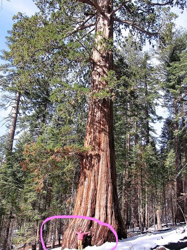 40 Seeds GIANT SEQUOIA Sequoiadendron Giganteum Sierra Redwood