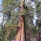 40 Seeds GIANT SEQUOIA Sequoiadendron Giganteum Sierra Redwood