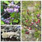 5 Seeds BEACH PLUM Prunus Maritima Native Edible Fruit Shrub Bush White Flower