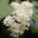 20 Seeds QUEEN OF THE MEADOW Filipendula Ulmaria Meadowsweet Native White Flower