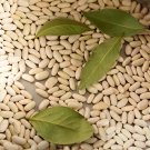 30 Seeds CANNELLINI BEAN  White Italian Kidney Phaseolus Vegetable