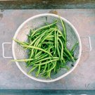 50 Seeds SLENDERETTE GREEN BEAN French Stringless Phaseolus Vegetable
