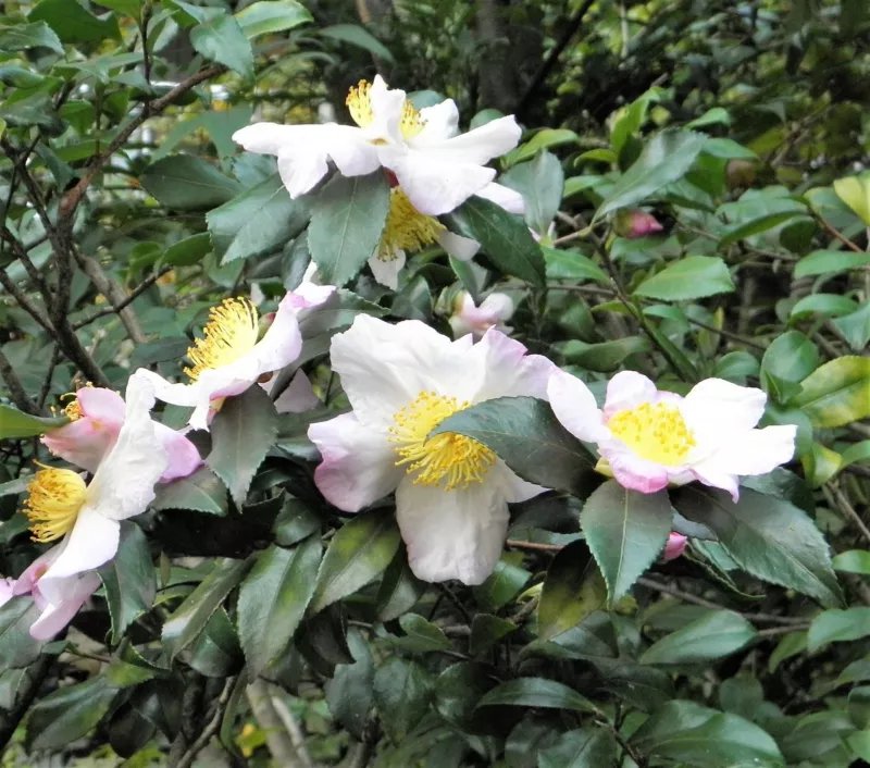 5 Seeds TEA PLANT Black & Green Drinking Tea Camellia Sinensis Shrub Flower