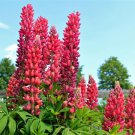 25 Seeds RED LUPINE 'MY CASTLE' Lupinus Polyphyllus Scarlet Russell Lupin Flower