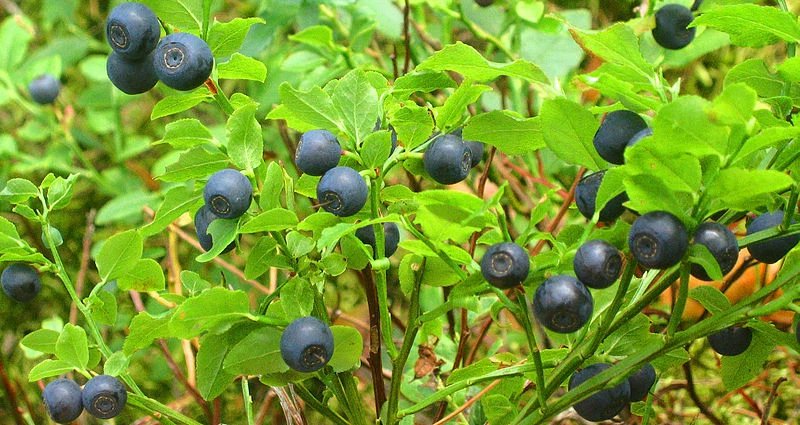 20 Seeds COMMON BILBERRY Fruit Shrub European Blueberry Vaccinium Myrtillus