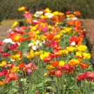 2500 Seeds ICELAND POPPY MIXED COLORS Papaver Nudicaule Flower