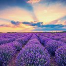 500 Seeds TRUE ENGLISH LAVENDER VERA Lavandula Angustifolia Herb Flower