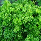 1500 Seeds TRIPLE CURLED PARSLEY Petroselinum Hortensis Herb Vegetable