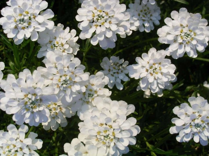 1000 Seeds WHITE EMPRESS CANDYTUFT Iberis Amara Flower