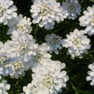 1000 Seeds WHITE EMPRESS CANDYTUFT Iberis Amara Flower