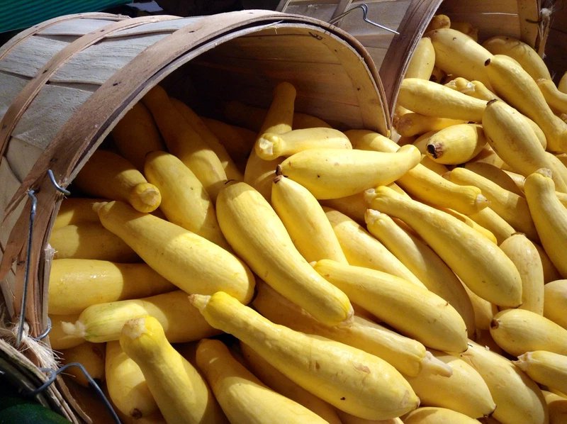 50 Seeds EARLY PROLIFIC STRAIGHTNECK SQUASH Yellow Summer Bush Heirloom