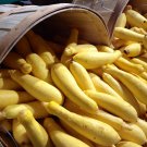 50 Seeds EARLY PROLIFIC STRAIGHTNECK SQUASH Yellow Summer Bush Heirloom