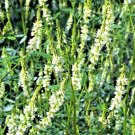 1500 Seeds WHITE Blossom SWEET CLOVER Melilotus Alba Albus Honey Clover Flower