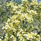 40 Seeds STANSBURY CLIFFROSE Purshia Stansburiana Cliff Rose Desert Shrub Flower