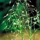 500 Seeds INDIAN RICEGRASS Nezpar Oryzopsis Hymenoides Sand Rice Grass Millet