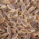 4000 Seeds Dill Long Island Mammoth Vegetable Heirloom