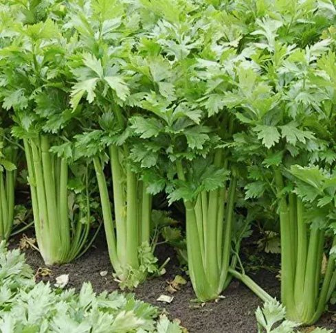 500 Seeds Giant Golden Pascal Celery Vegetable Heirloom