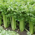 500 Seeds Giant Golden Pascal Celery Vegetable Heirloom