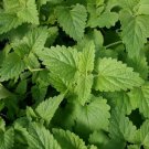 2000 Seeds Catnip Heirloom Non Gmo Easy to Grow