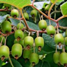 30 Seeds Issai Kiwi Berry Artic Grape Kiwiberry Vegetable Heirloom Non Gmo Easy to Grow