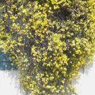 25 Seeds Jasmine Garden Vine Plant Flower Rare Exotic #5 YELLOW Vegetable Heirloom Easy to Grow