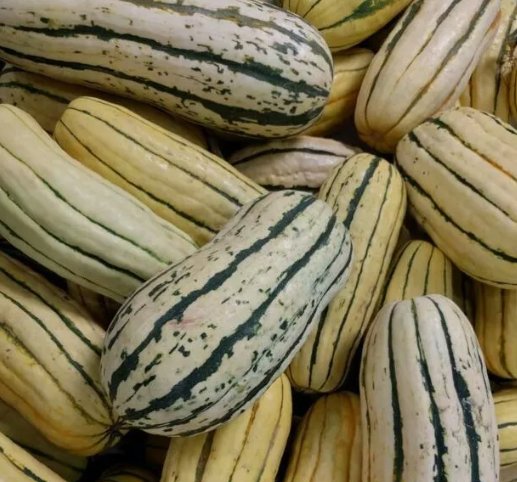 20 Seeds Delicata Squash Winter Squash&Acirc;&nbsp; Vegetable Heirloom Easy to Grow