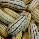 20 Seeds Delicata Squash Winter Squash  Vegetable Heirloom Easy to Grow