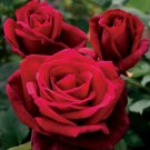 10 Seeds Double Red Rose Flower Bush Vegetable Heirloom Easy to Grow