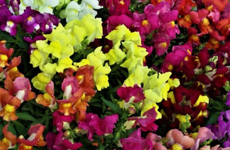 1000 Seeds Snapdragon Dwarf Mix Vegetable Heirloom Easy to Grow