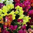1000 Seeds Snapdragon Dwarf Mix Vegetable Heirloom Easy to Grow