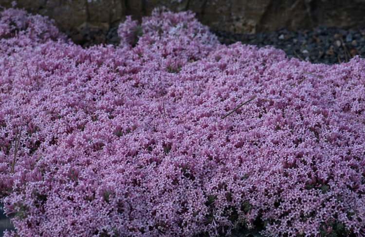 2000 Seeds Creeping Thyme Beautiful Blooms Dwarf 6 Inch Vegetable Heirloom Easy to Grow