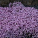 2000 Seeds Creeping Thyme Beautiful Blooms Dwarf 6 Inch Vegetable Heirloom Easy to Grow