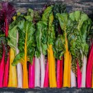 50 Seeds Rainbow Swiss Chard Non Gmo Vegetable Heirloom Easy to Grow