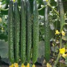 60 Seeds Asian Suyo Long Cucumber Non Gmo Vegetable Heirloom Easy to Grow