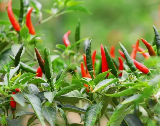 60 Seeds Heirloom Thai Chili Pepper Non Gmo Vegetable  Easy to Grow