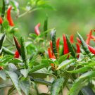 60 Seeds Heirloom Thai Chili Pepper Non Gmo Vegetable  Easy to Grow