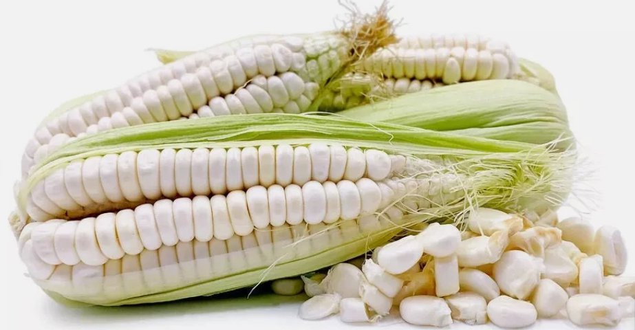 30 Seeds Peruvian Mammoth Mote Corn Non Gmo Vegetable  Easy to Grow