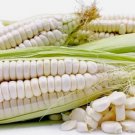 30 Seeds Peruvian Mammoth Mote Corn Non Gmo Vegetable  Easy to Grow