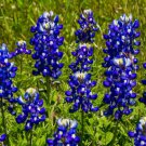 200 Seeds Texas Bluebonnet Hummingbirds Butterflies Non Gmo Vegetable Heirloom Easy to Grow