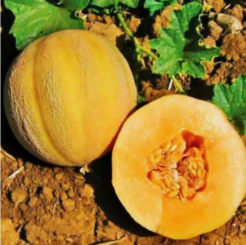 25 Seeds Minnesota Midget Cantaloupe Mini Melon Fruit Non Gmo Vegetable Heirloom Easy to Grow