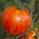 50 Seeds Tomato MR. STRIPEY Indeterminate Heirloom Slicing Non Gmo Vegetable Heirloom Easy to Grow