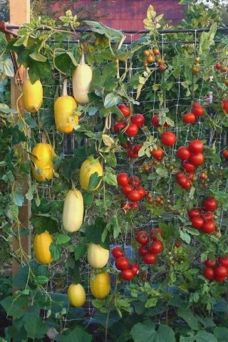 30 Seeds Spaghetti Squash Open Pollinated Non Gmo Vegetable Heirloom Easy to Grow