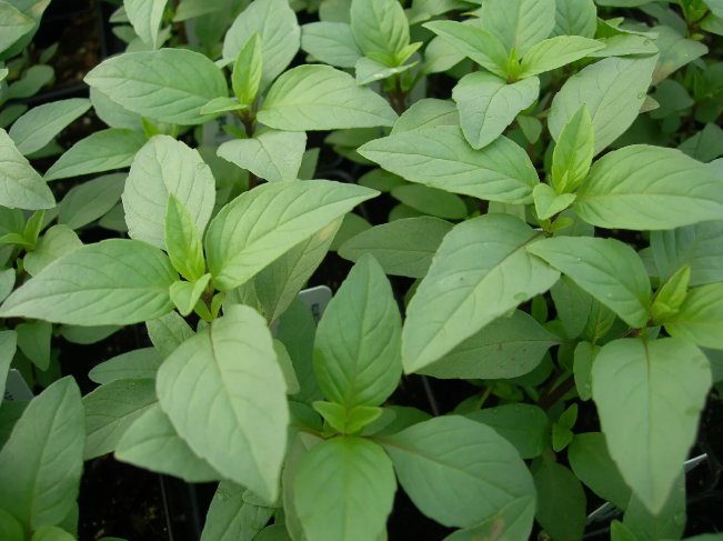 500 Seeds Lime Basil Hoary Basil Non Gmo Vegetable Heirloom Easy to Grow