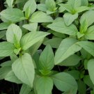 500 Seeds Lime Basil Hoary Basil Non Gmo Vegetable Heirloom Easy to Grow