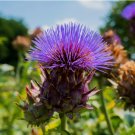 50 Seeds Cardoon Artichoke Thistle Non Gmo Vegetable Heirloom Easy to Grow
